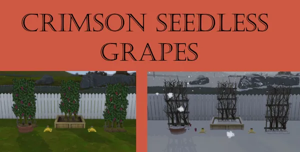 Crimson Seedless Grape Harvestable